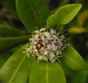 Japanische Skimmie Bluete weiss Skimmia japonica 07