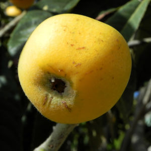 Japanische Wollmispel Frucht gelb Blatt gruen Eriobotrya japonica 02