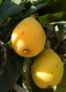Japanische Wollmispel Frucht gelb Blatt gruen Eriobotrya japonica 03