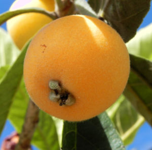 Japanische Wollmispel Frucht gelb Blatt gruen Eriobotrya japonica 04