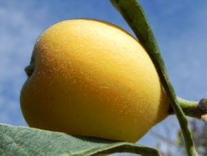 Japanische Wollmispel Frucht gelb Blatt gruen Eriobotrya japonica 05