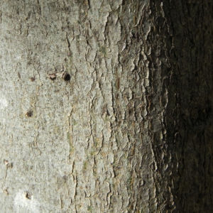Japanische Wollmispel Frucht gelb Blatt gruen Eriobotrya japonica 06