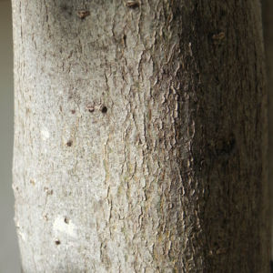 Japanische Wollmispel Frucht gelb Blatt gruen Eriobotrya japonica 07