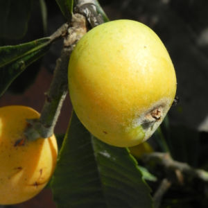 Japanische Wollmispel Frucht gelb Blatt gruen Eriobotrya japonica 12