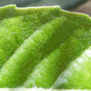 Japanische Wollmispel Frucht gelb Blatt gruen Eriobotrya japonica 13