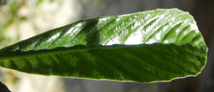 Japanische Wollmispel Frucht gelb Blatt gruen Eriobotrya japonica 18