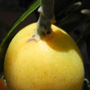 Japanische Wollmispel Frucht gelb Blatt gruen Eriobotrya japonica 20