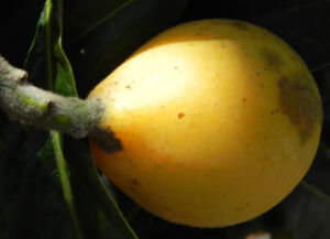 Japanische Wollmispel Frucht gelb Blatt gruen Eriobotrya japonica 21