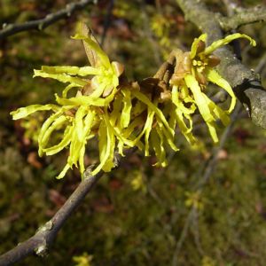 Japanische Zaubernuss Hamamelis japonica 01