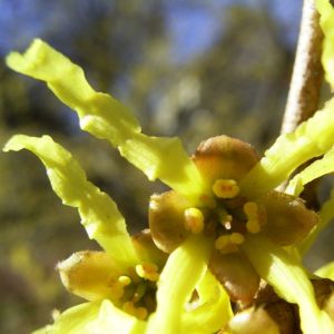 Japanische Zaubernuss Hamamelis japonica 02