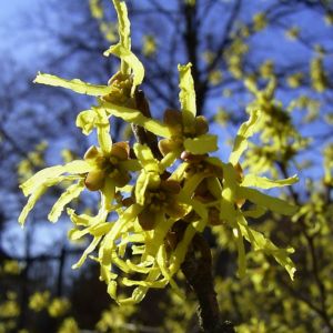 Japanische Zaubernuss Hamamelis japonica 03