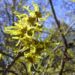 Zurück zum kompletten Bilderset Japanische Zaubernuss Blüte gelb Hamamelis japonica