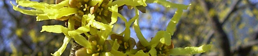 Anklicken um das ganze Bild zu sehen  Japanische Zaubernuss Blüte gelb Hamamelis japonica