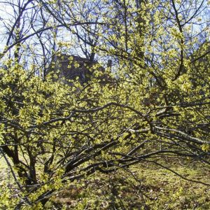 Japanische Zaubernuss Hamamelis japonica 05