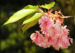 Zurück zum kompletten Bilderset Japanische Zierkirsche Blüte rose Prunus serrulata