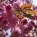 Zurück zum kompletten Bilderset Japanische Blütenkirsche Blüte rosafarben Prunus serrulata
