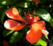 Zurück zum kompletten Bilderset Japanische Zierquitte Blüte hellrot Chaenomeles japonica