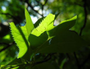 Japanische Zimterle Blatt gruen Clethra barbinervis 04