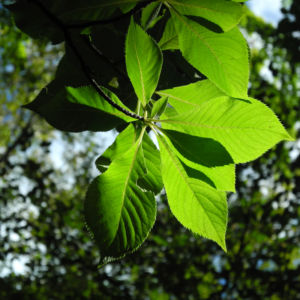 Japanische Zimterle Blatt gruen Clethra barbinervis 05