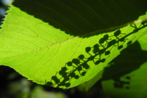 Japanische Zimterle Bluete weiß Clethra barbinervis 06