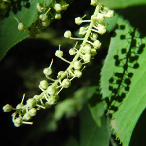 Japanische Zimterle Bluete weiß Clethra barbinervis 08
