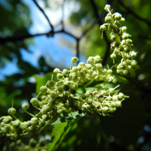 Japanische Zimterle Bluete weiß Clethra barbinervis 11