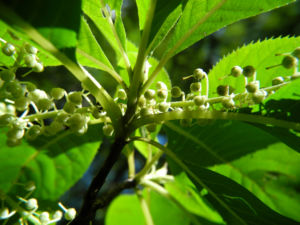 Japanische Zimterle Bluete weiß Clethra barbinervis 13