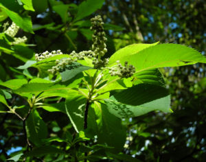 Japanische Zimterle Bluete weiß Clethra barbinervis 16