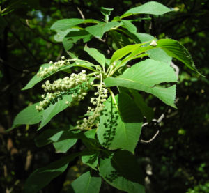 Japanische Zimterle Bluete weiß Clethra barbinervis 17