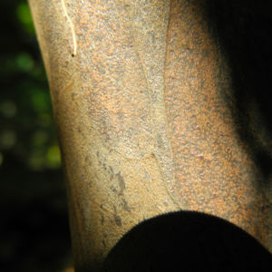 Japanische Zimterle Rinde braun Clethra barbinervis 02