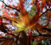 Zurück zum kompletten Bilderset Fächer-Ahorn Baum Blatt rot Acer palmatum