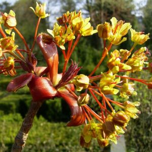 Japanischer Ahorn Bluete Acer japonicum 01