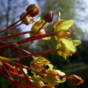 Japanischer Ahorn Bluete Acer japonicum 02