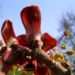 Zurück zum kompletten Bilderset Japanischer Ahorn Blüte rot gelb Acer japonicum