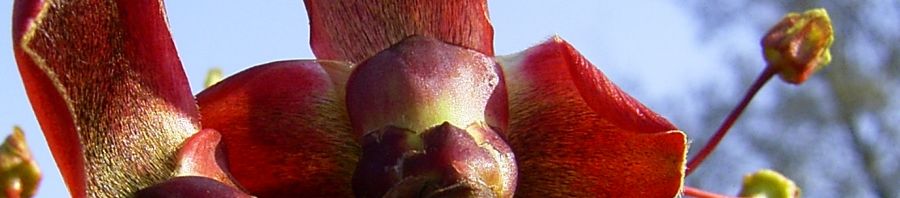 Anklicken um das ganze Bild zu sehen  Japanischer Ahorn Blüte rot gelb Acer japonicum