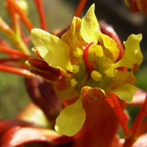 Japanischer Ahorn Bluete Acer japonicum 04