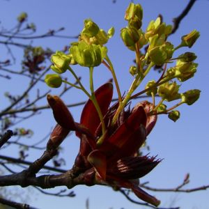 Japanischer Ahorn Bluete Acer japonicum 05