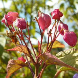 Japanischer Losbaum Bluete pink Clerodendrum trichotomum 03