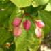 Zurück zum kompletten Bilderset Japanischer Losbaum Blüte pink Clerodendrum trichotomum