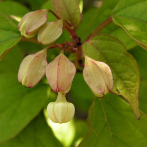 Japanischer Losbaum Bluete pink Clerodendrum trichotomum 06