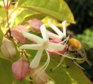 Japanischer Losbaum Bluete pink Clerodendrum trichotomum 07