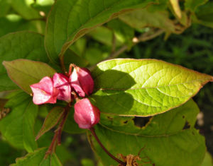 Japanischer Losbaum Bluete pink Clerodendrum trichotomum 08