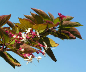 Japanischer Losbaum Bluete weiss pink Clerodendrum trichotomum 01