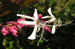 Japanischer Losbaum Bluete weiss pink Clerodendrum trichotomum 02