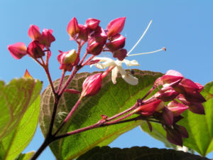 Japanischer Losbaum Bluete weiss pink Clerodendrum trichotomum 03