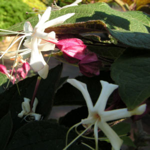Japanischer Losbaum Bluete weiss pink Clerodendrum trichotomum 06