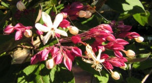 Japanischer Losbaum Bluete weiss pink Clerodendrum trichotomum 07