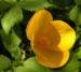 Zurück zum kompletten Bilderset Japanischer Mohn Blüte gelb Hylomecon japonica