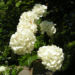 Zurück zum kompletten Bilderset Japan-Schneeball Blüte weiß Viburnum plicatum