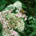 Zurück zum kompletten Bilderset Japanischer Spierstrauch Blüte weiß rosa Spiraea japonica
